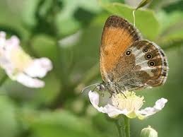 Attēlu rezultāti vaicājumam “Coenonympha arcania underside”
