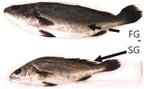 Image result for Argyrosomus regius