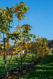 Attēlu rezultāti vaicājumam “Kalopanax septemlobus”