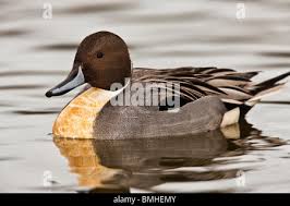 Attēlu rezultāti vaicājumam “Anas acuta male”