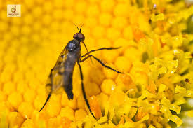 Attēlu rezultāti vaicājumam “Empis sp.”