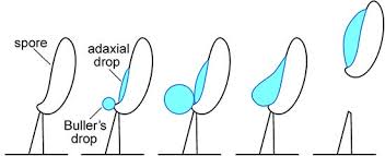 Attēlu rezultāti vaicājumam “Ochropsora ariae spores”
