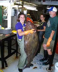 Image result for Hippoglossus hippoglossus