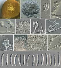 Attēlu rezultāti vaicājumam “Phleogena faginea sessile”