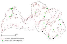 Attēlu rezultāti vaicājumam “Hamatocaulis lapponicus”