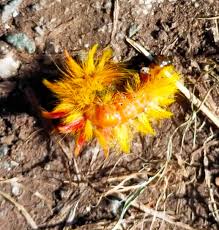 Attēlu rezultāti vaicājumam “Acronicta aceris larva”