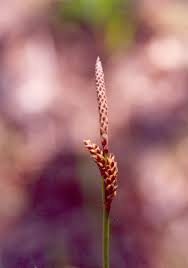 Attēlu rezultāti vaicājumam “Carex ericetorum”