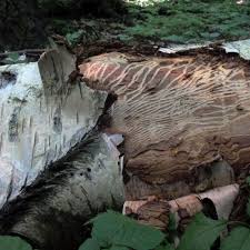 Attēlu rezultāti vaicājumam “Scolytus ratzeburgi”