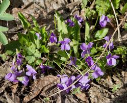 Attēlu rezultāti vaicājumam “Viola collina”