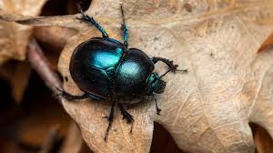 Attēlu rezultāti vaicājumam “Trypocopris vernalis”