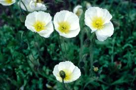 Image result for Papaver nudicaule
