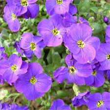 Image result for Aubrieta hybrida (cultorum)