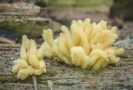 Attēlu rezultāti vaicājumam “Diderma chondrioderma spores”