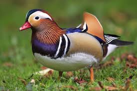 Attēlu rezultāti vaicājumam “Aix galericulata male”