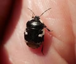 Attēlu rezultāti vaicājumam “Tritomegas bicolor”