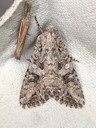 Attēlu rezultāti vaicājumam “Hadula trifolii”