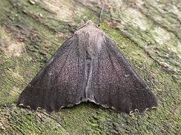 Attēlu rezultāti vaicājumam “Odontopera bidentata”