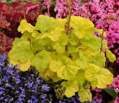 Image result for Heuchera `Swirling Fantasy`