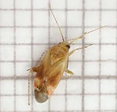 Attēlu rezultāti vaicājumam “Psallus sp.”