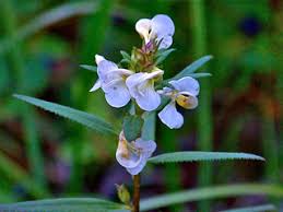 Attēlu rezultāti vaicājumam “Pedicularis palustris subsp. opsiantha”