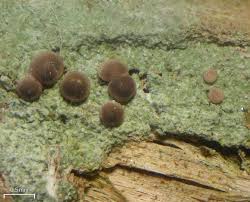 Attēlu rezultāti vaicājumam “Bacidia rubella”