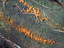 Attēlu rezultāti vaicājumam “Dacrymyces chrysospermus spores”