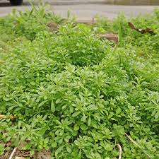 Image result for Galium aparine