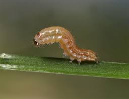 Attēlu rezultāti vaicājumam “Leucania comma”