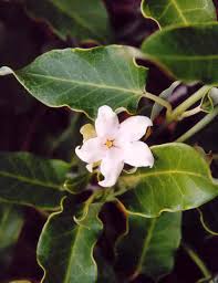 Attēlu rezultāti vaicājumam “Asclepiadaceae”