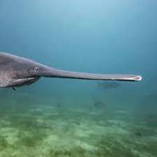 Image result for Polyodon spathula