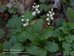 Attēlu rezultāti vaicājumam “Pyrola minor leaf”