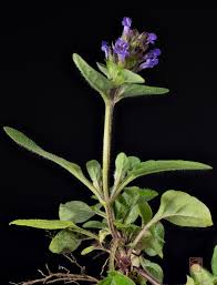 Attēlu rezultāti vaicājumam “Prunella vulgaris leaf”