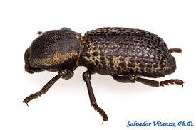 Attēlu rezultāti vaicājumam “Zopheridae”