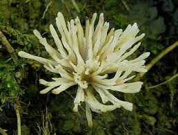 Attēlu rezultāti vaicājumam “Tremellodendropsis tuberosa”