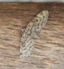 Attēlu rezultāti vaicājumam “Eupithecia tantillaria”