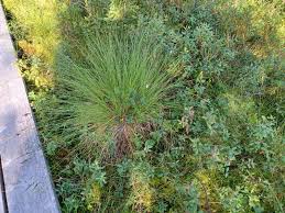 Attēlu rezultāti vaicājumam “Carex cespitosa”