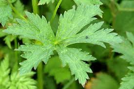 Attēlu rezultāti vaicājumam “Geranium sylvaticum leaf”