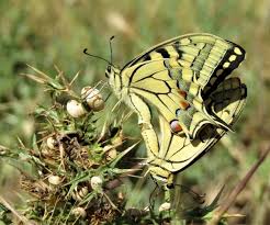 Attēlu rezultāti vaicājumam “Papilio machaon upperside”