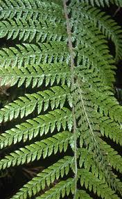 Attēlu rezultāti vaicājumam “Polystichum aculeatum”