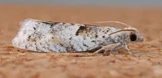 Attēlu rezultāti vaicājumam “Epinotia bilunana”