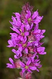 Attēlu rezultāti vaicājumam “Lythrum salicaria flower”