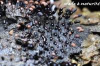 Attēlu rezultāti vaicājumam “Comatricha alta”