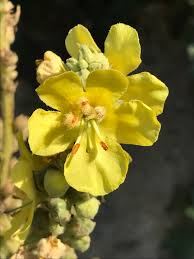 Image result for Verbascum densiflorum
