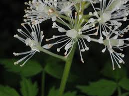 Attēlu rezultāti vaicājumam “Actaea spicata flower”