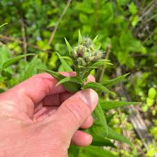 Attēlu rezultāti vaicājumam “Hesperis matronalis bud”