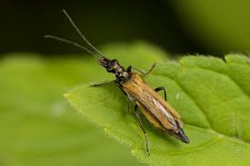 Attēlu rezultāti vaicājumam “Oedemera croceicollis”