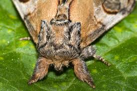 Attēlu rezultāti vaicājumam “Notodonta ziczac”