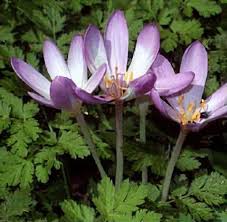 Attēlu rezultāti vaicājumam “Colchicum autumnale”