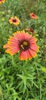 Image result for Gaillardia pulchella