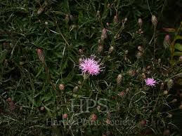 Attēlu rezultāti vaicājumam “Serratula tinctoria flower”
